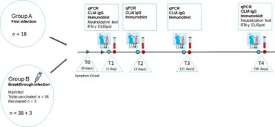 Omicron (B.1.1.529) BA.1 or BA.2-related effects on immune responses in previously naïve versus imprinted individuals: immune imprinting as an advantage in the humoral immune response against novel variants